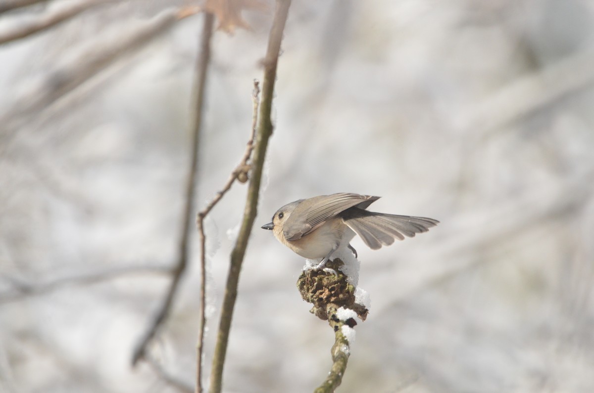 Tufted Titmouse - ML647374636