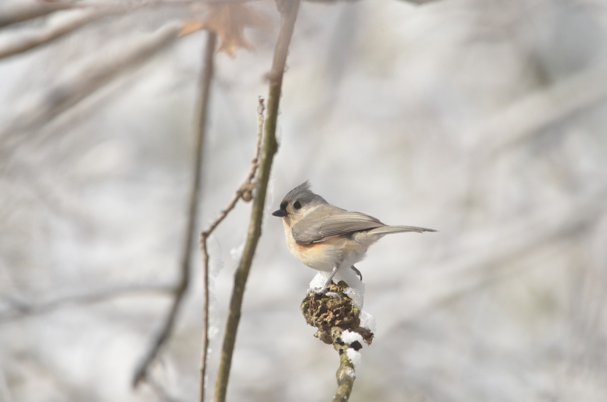 Tufted Titmouse - ML647374637