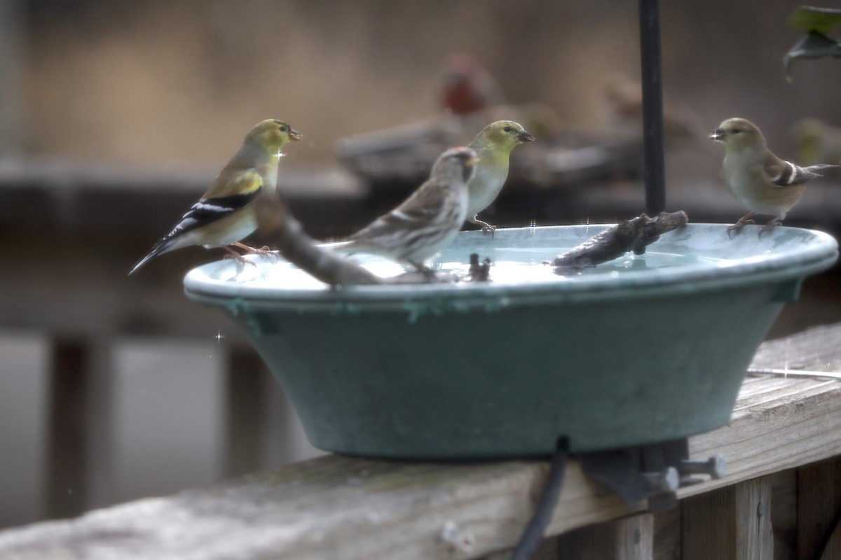 Redpoll - ML647374642