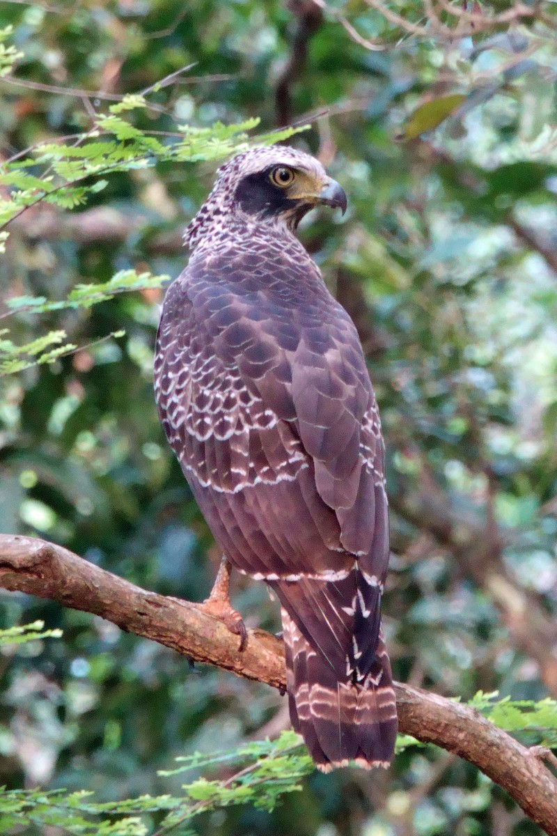 Culebrera Chiíla - ML647374644