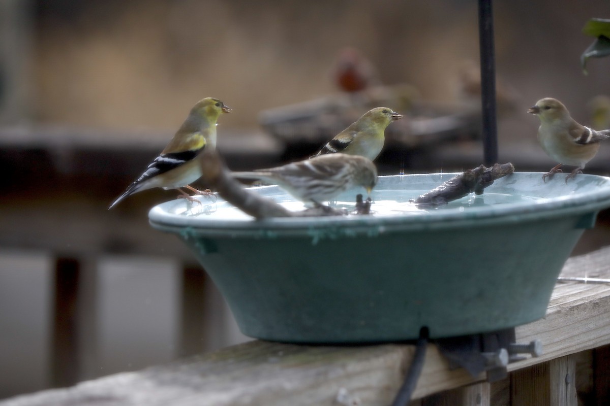 Redpoll - ML647374650