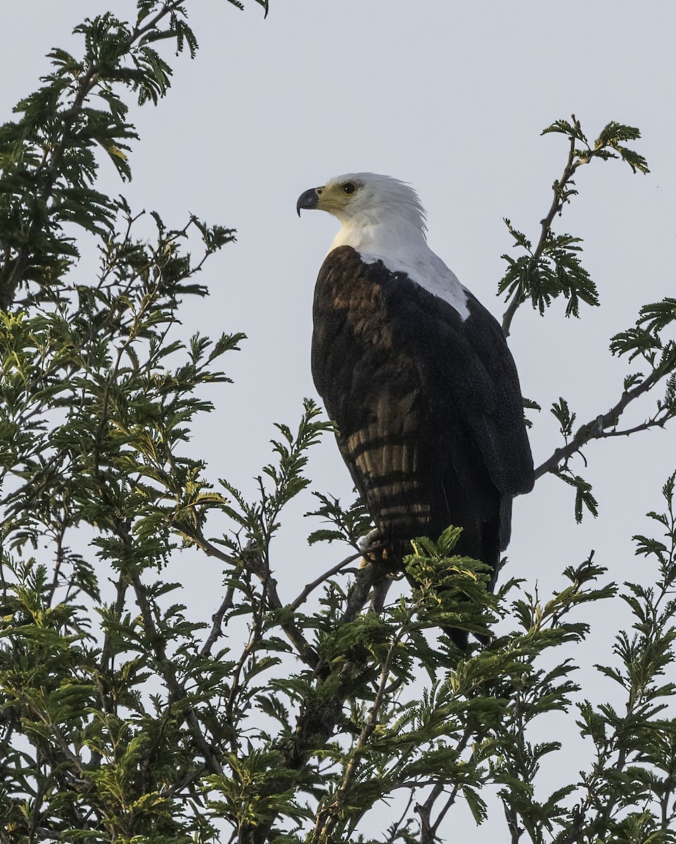 flodørn - ML647374651