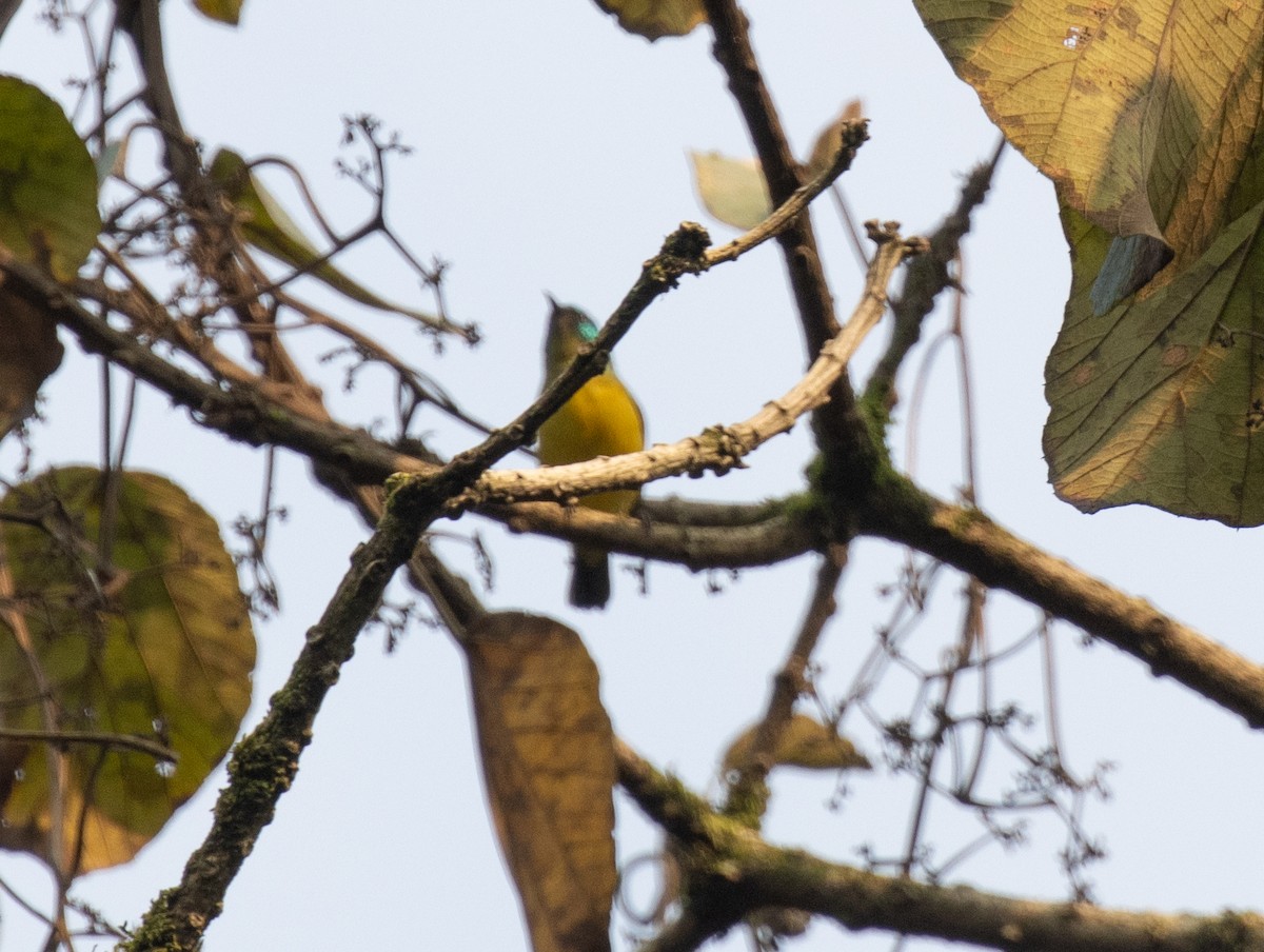 Саїманга зеленовола - ML647374653