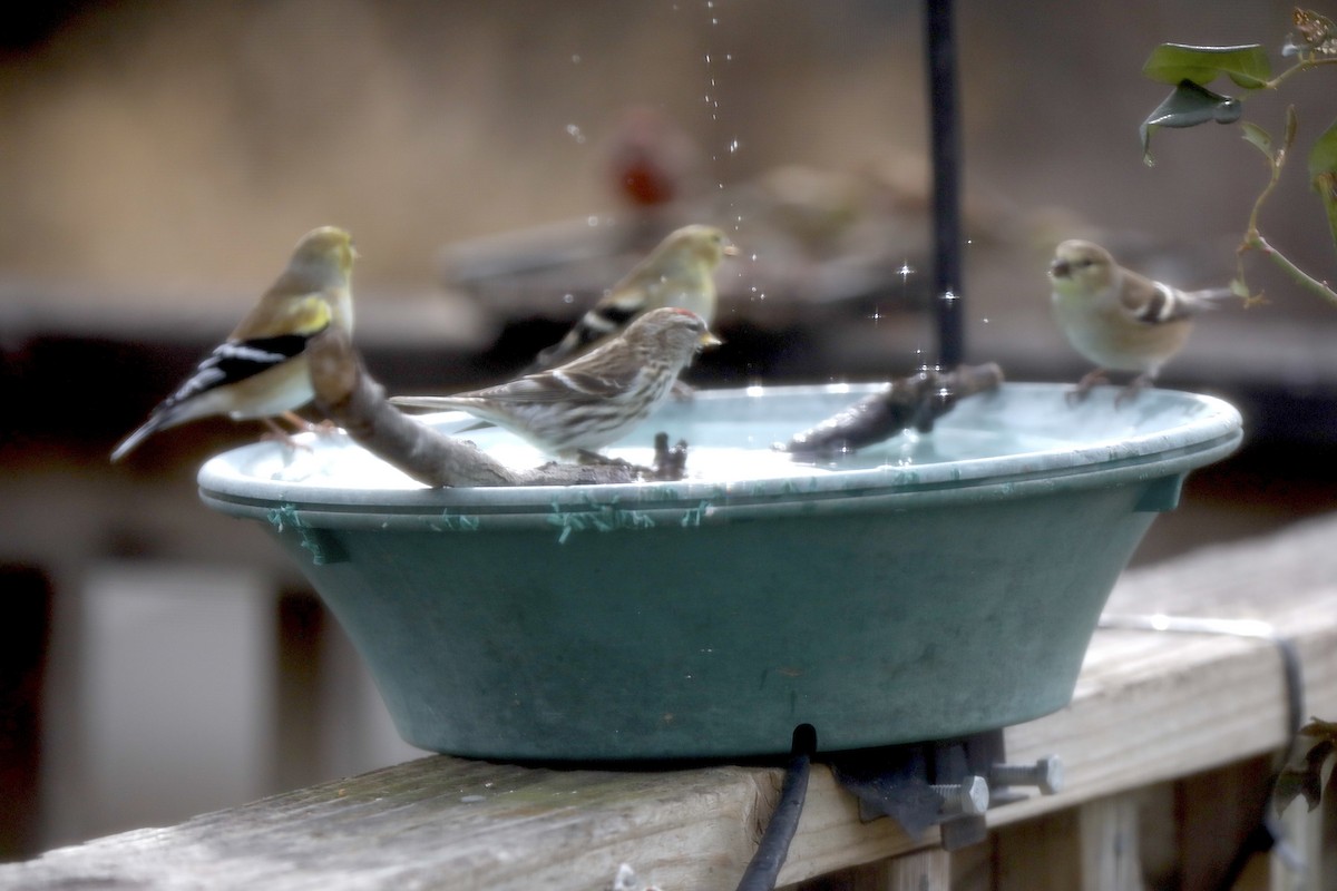 Redpoll - ML647374654