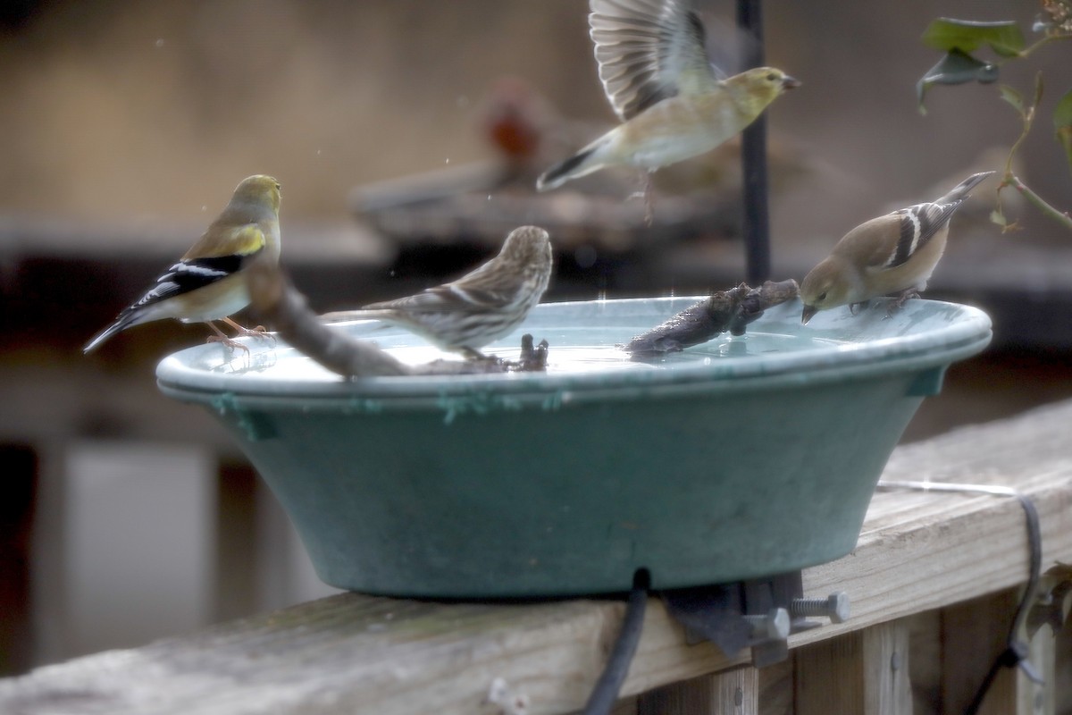 Redpoll - ML647374656