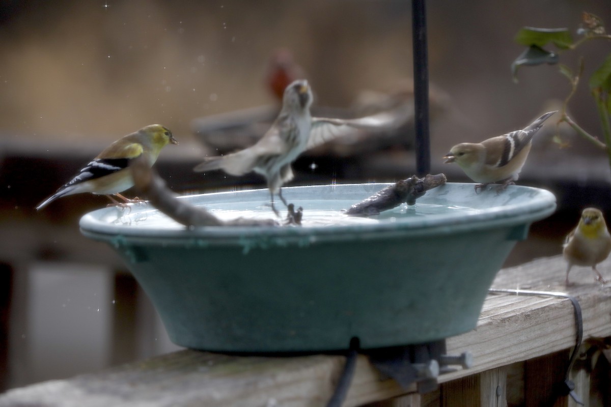 Redpoll - ML647374659