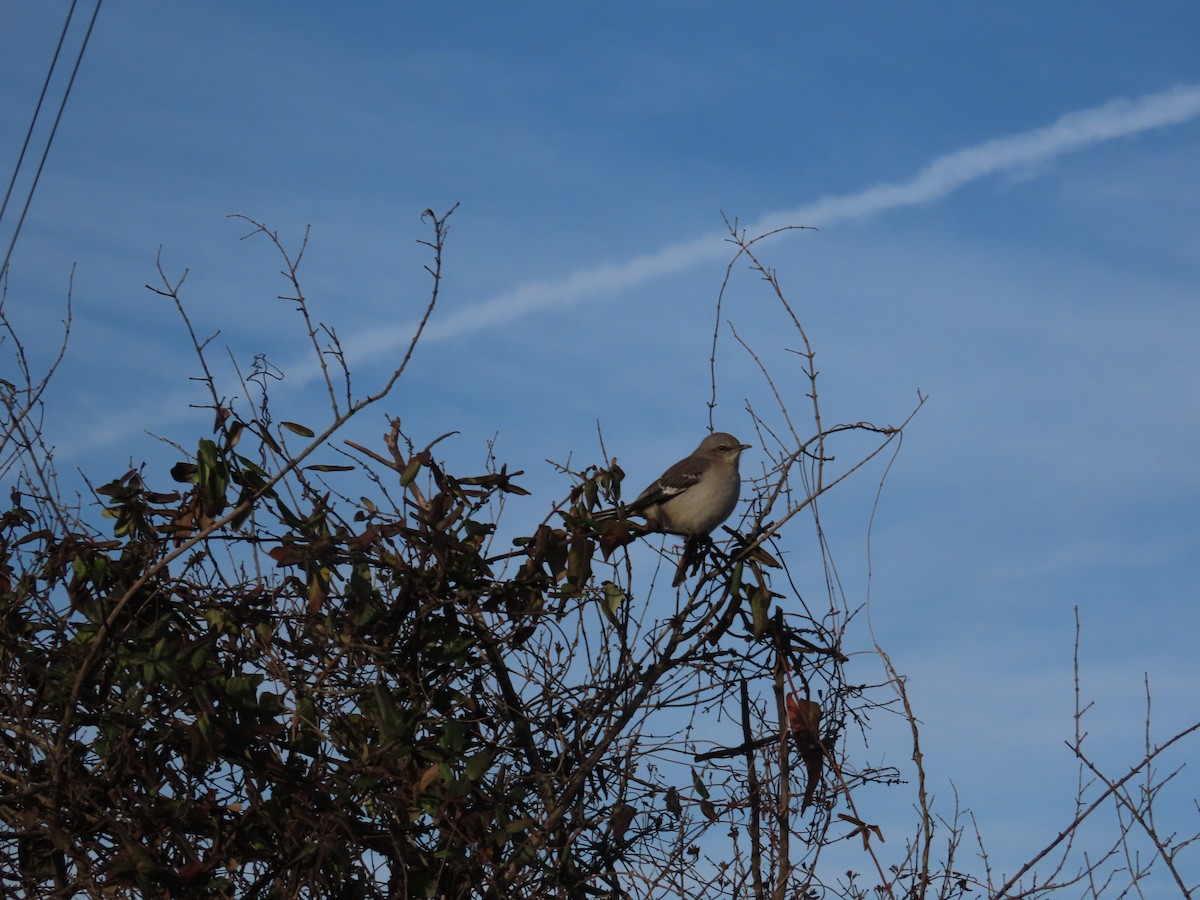 Пересмішник багатоголосий - ML647374668