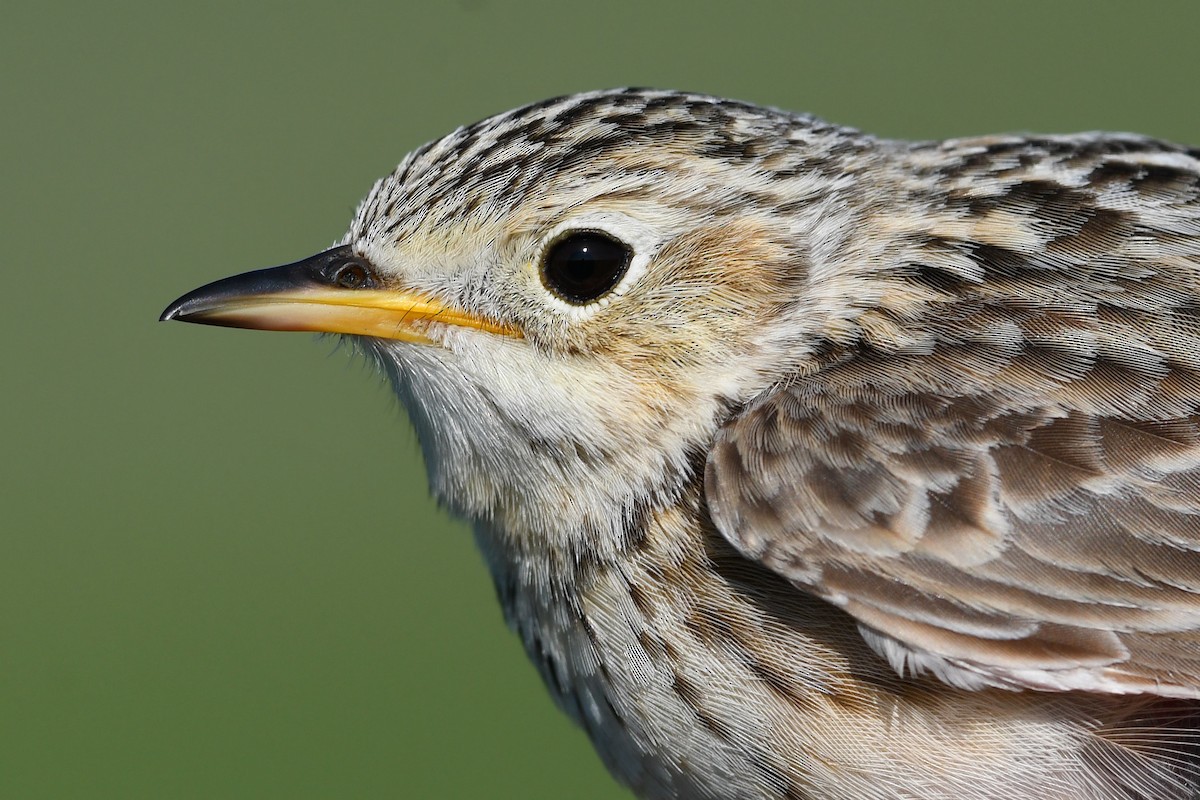 Sprague's Pipit - ML647374673