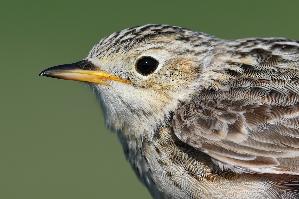 Sprague's Pipit - ML647374674