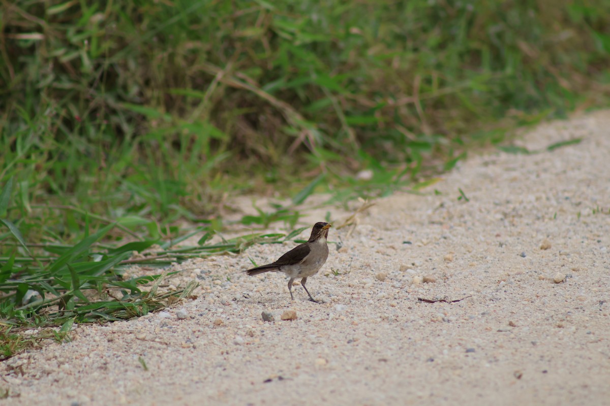 drozd krémovobřichý - ML647374697