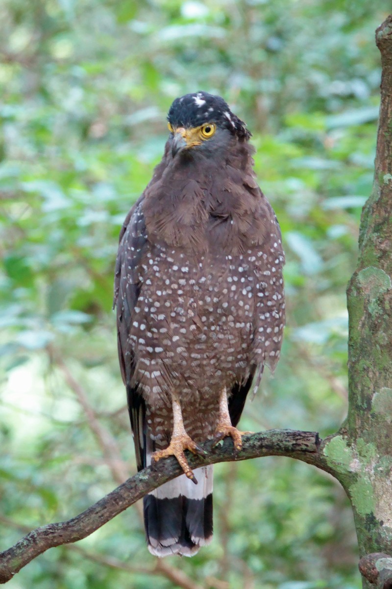 Culebrera Chiíla - ML647374704