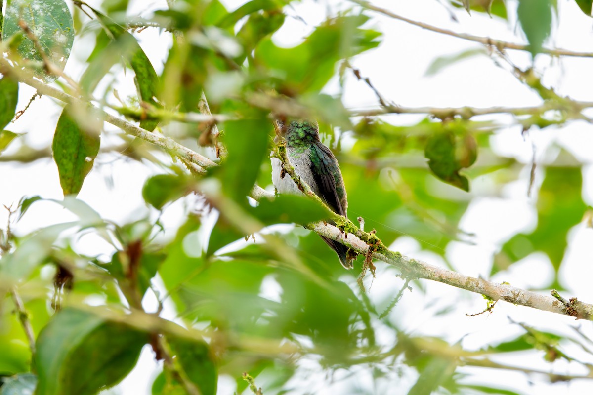 Golden-tailed Sapphire - ML647374715