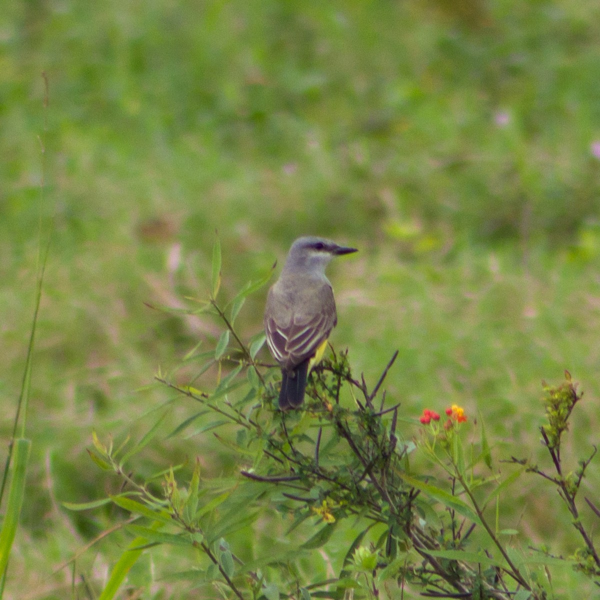 Batı Tiranı - ML647374723