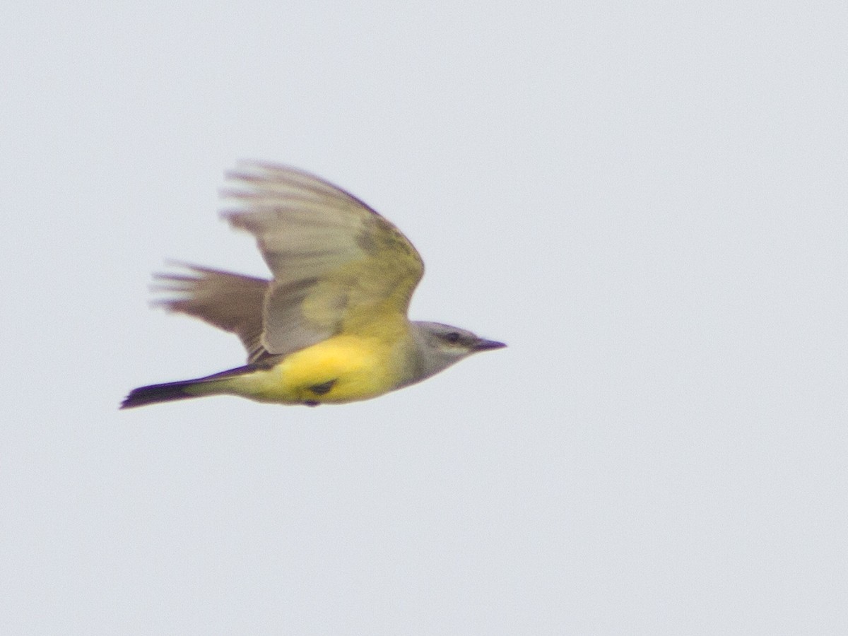 Batı Tiranı - ML647374724