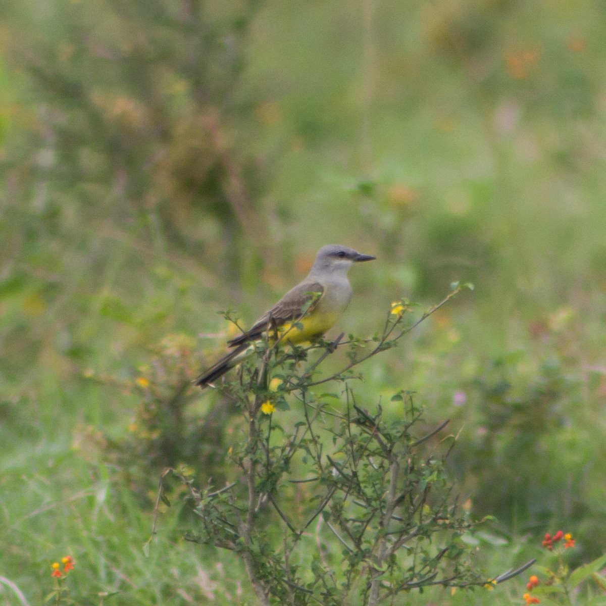 Западный тиранн - ML647374725