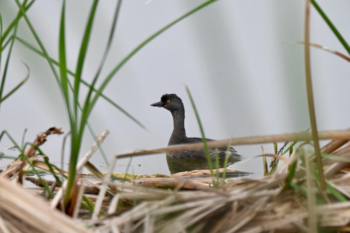 Least Grebe - ML647374739