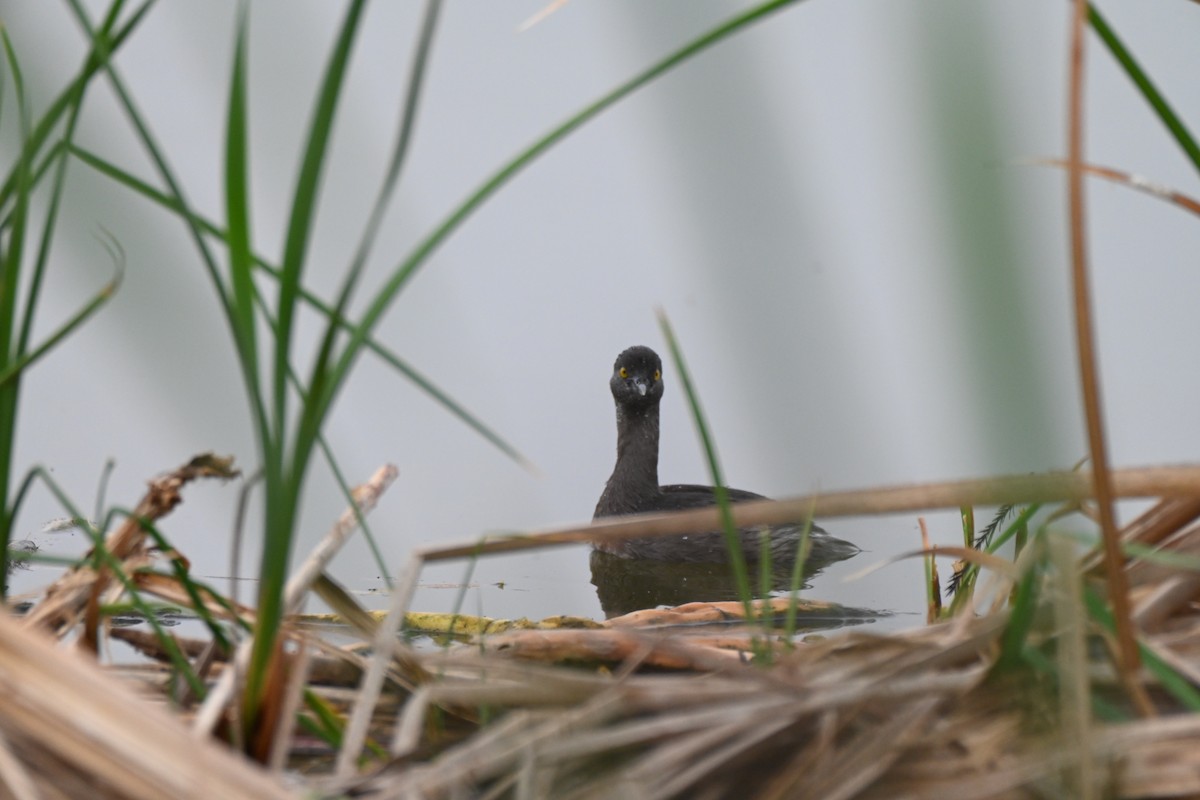 Least Grebe - ML647374740