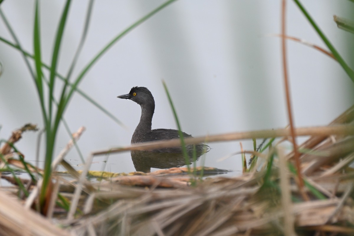 Least Grebe - ML647374741