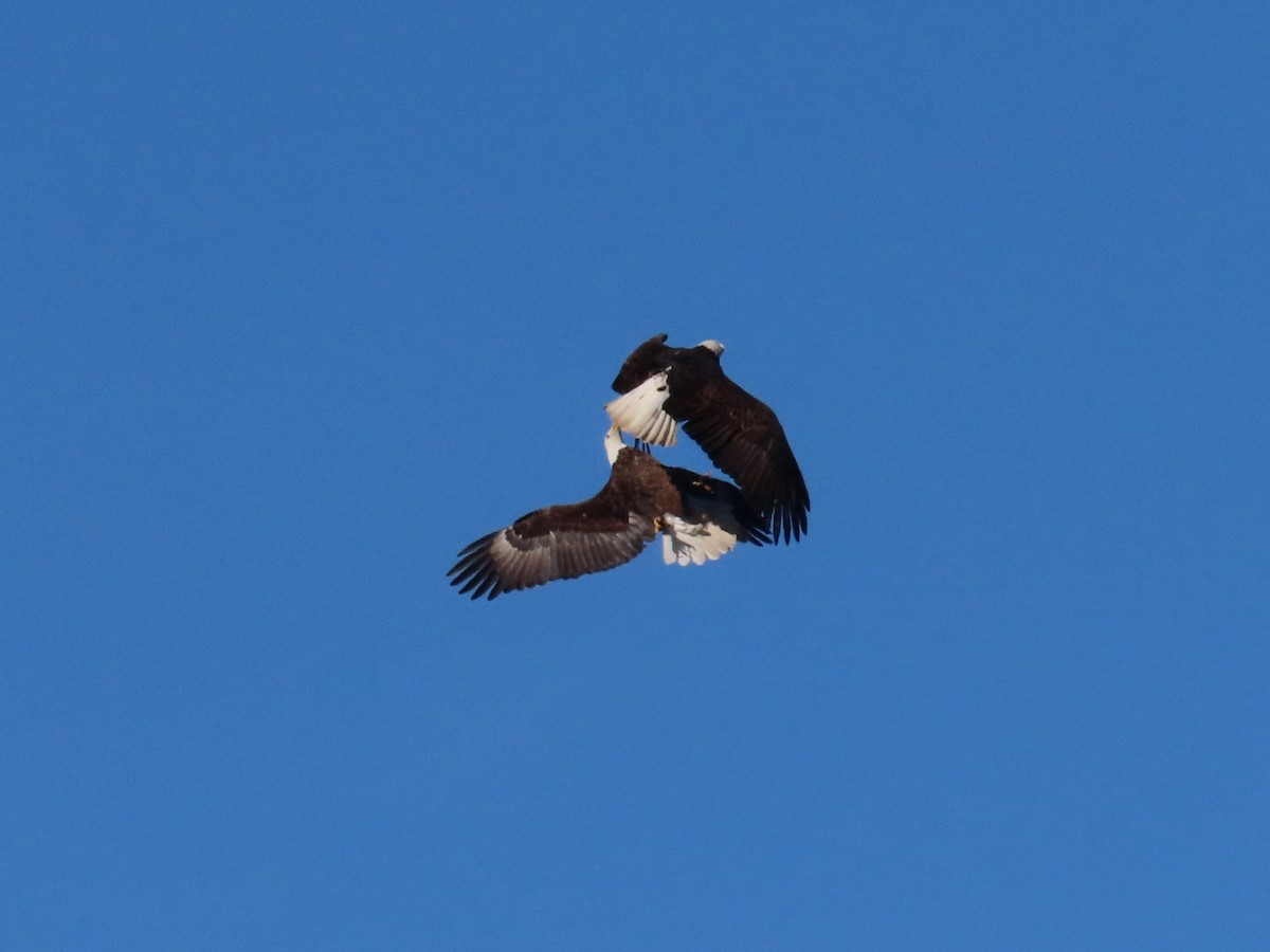 Орлан білоголовий - ML647374757