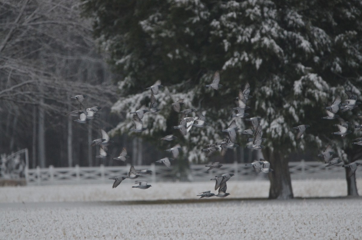 Rock Pigeon (Feral Pigeon) - ML647374768