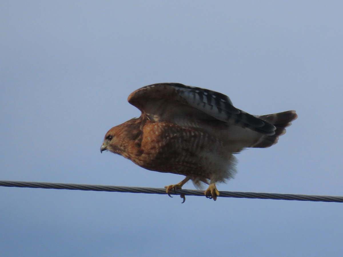 Канюк рудоплечий - ML647374783