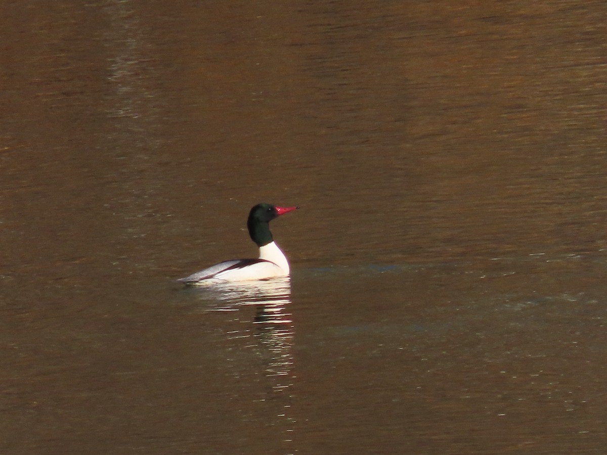 Крех великий - ML647374794
