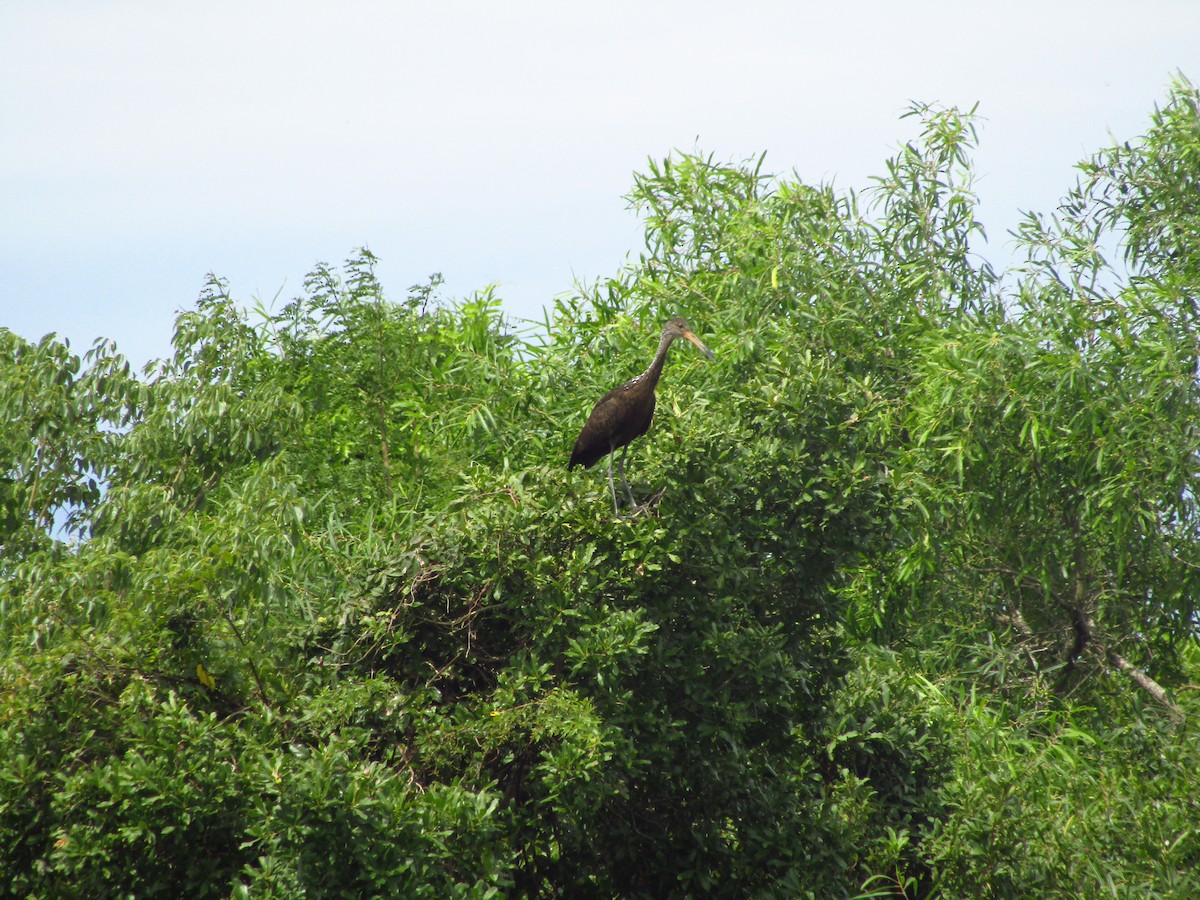 Limpkin - ML647374795