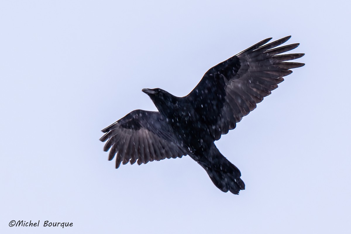 עורב שחור - ML647374801