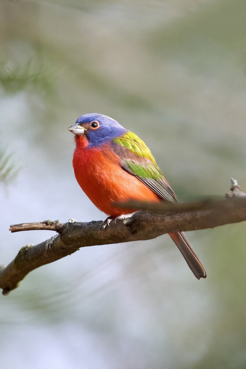 Расписной колорин - ML647374803