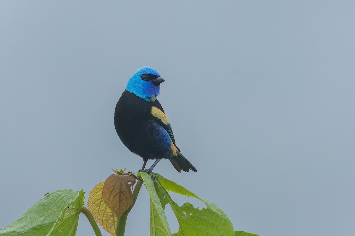 Танагра блакитношия - ML647374806