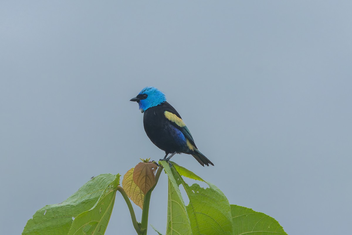 Танагра блакитношия - ML647374807