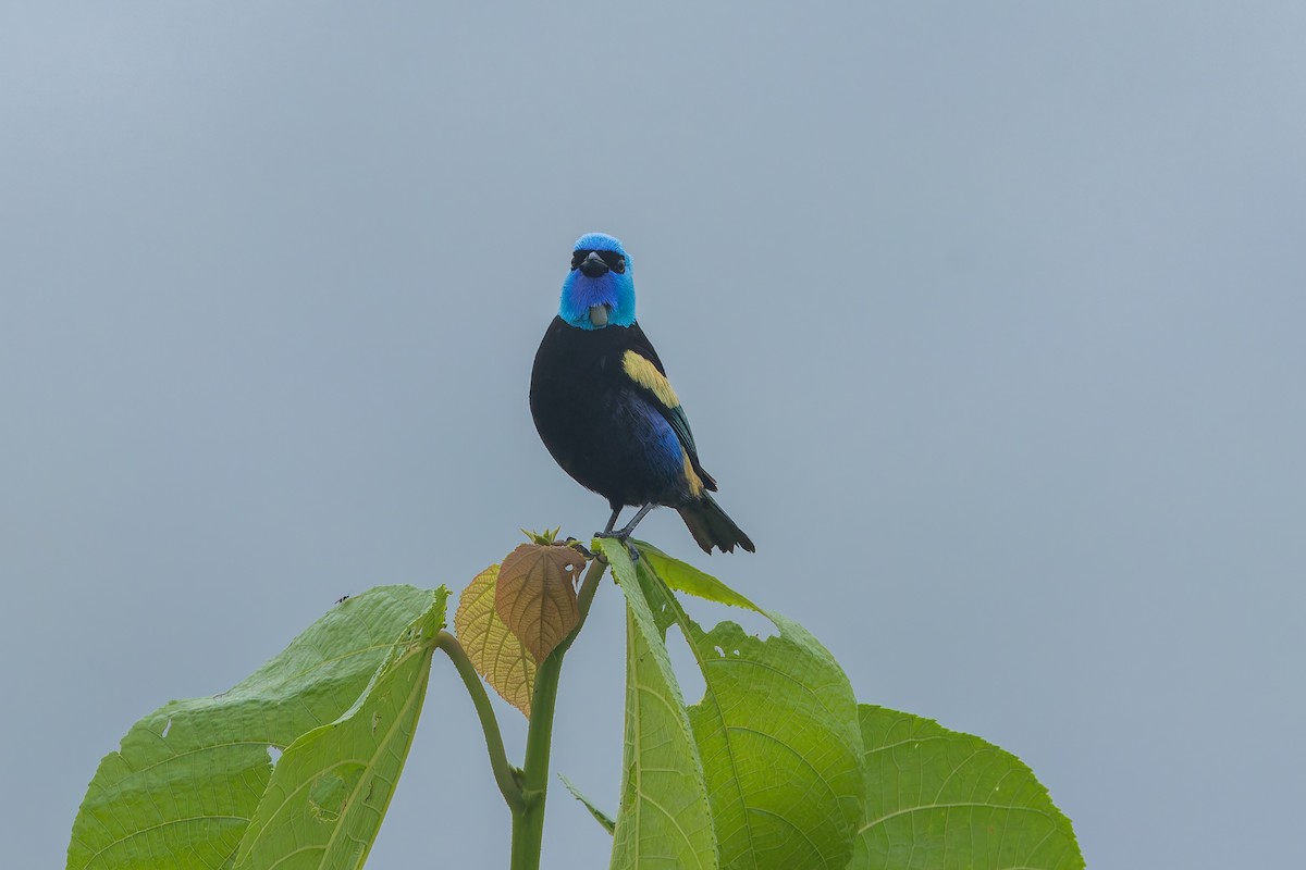 Танагра блакитношия - ML647374808