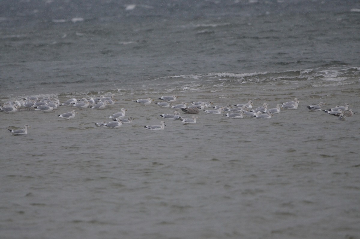 American Herring Gull - ML647374827