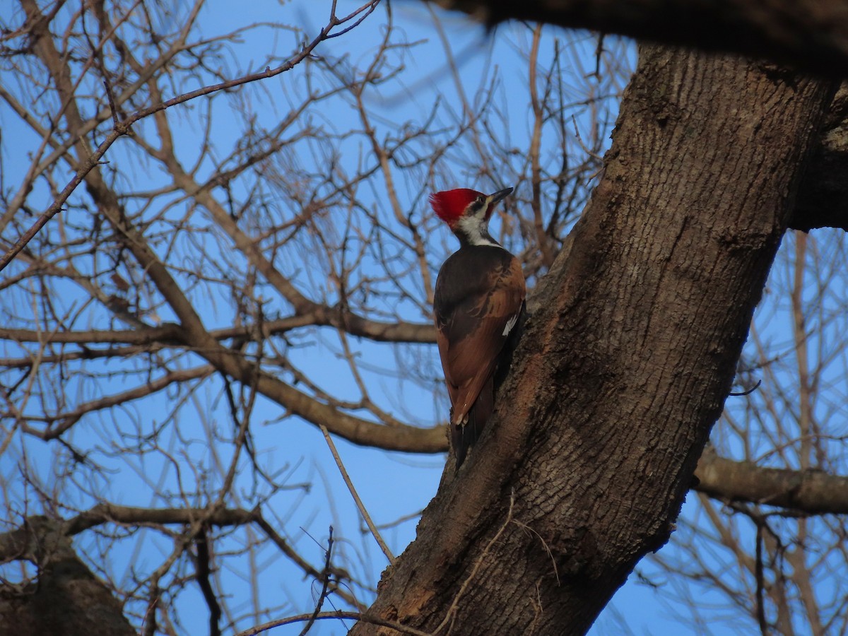 Жовна північна - ML647374830