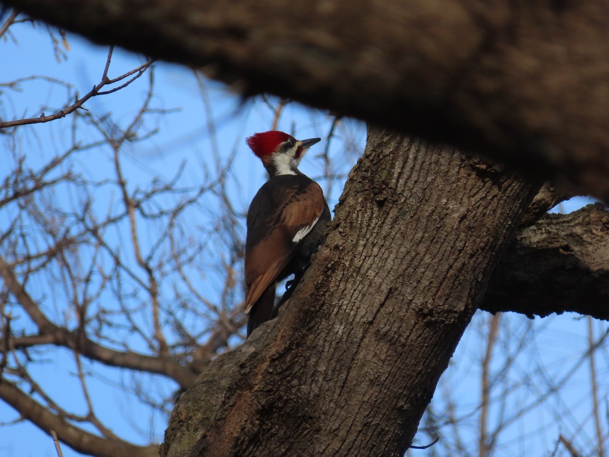 Жовна північна - ML647374832