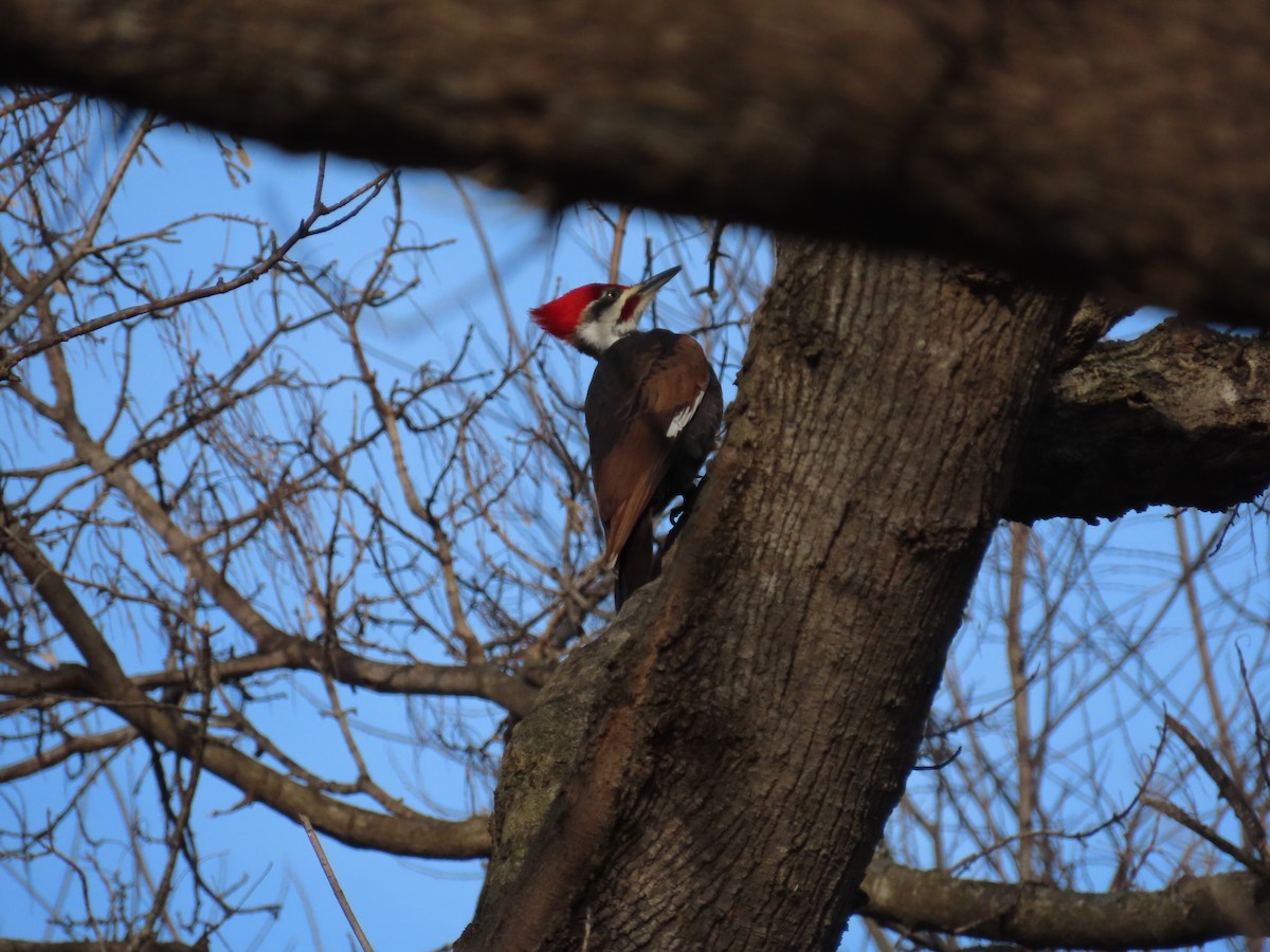 Жовна північна - ML647374833