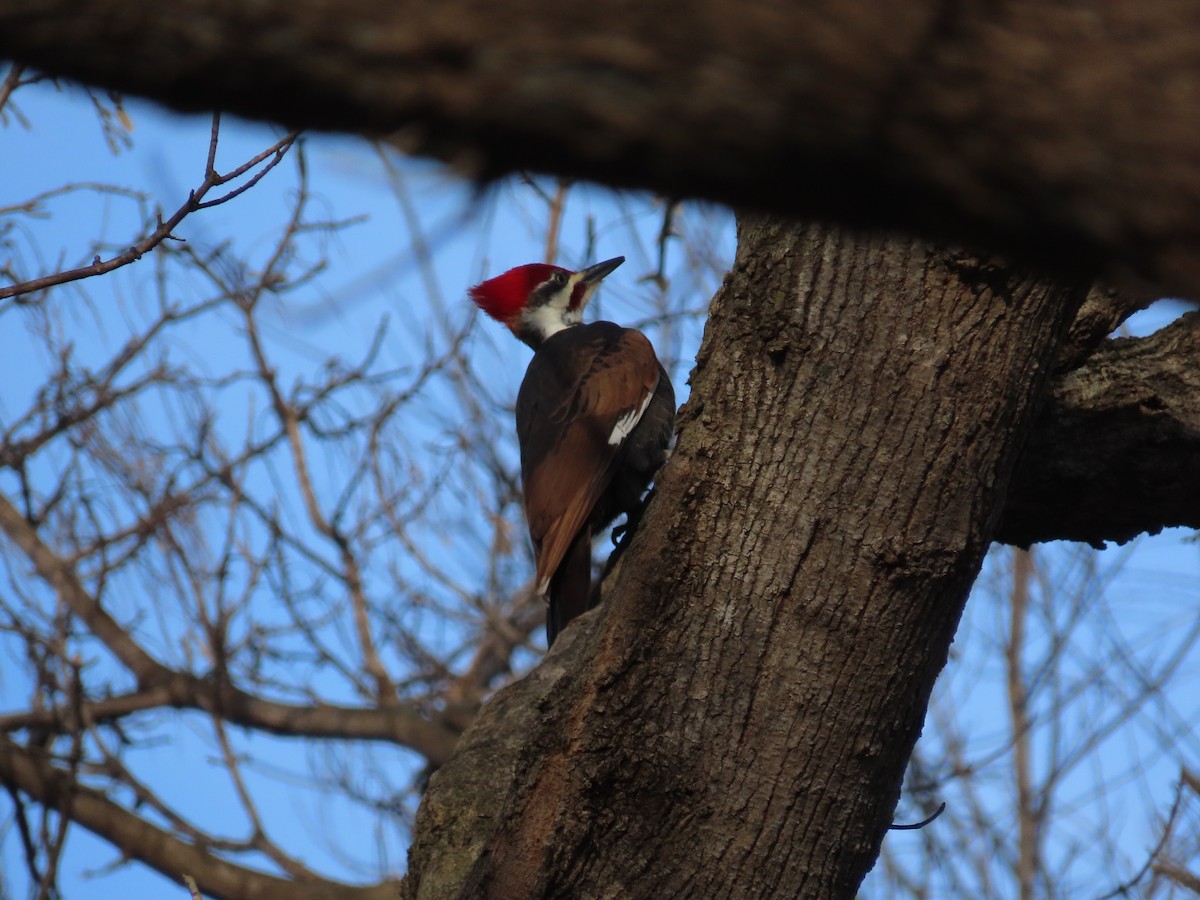 Жовна північна - ML647374834