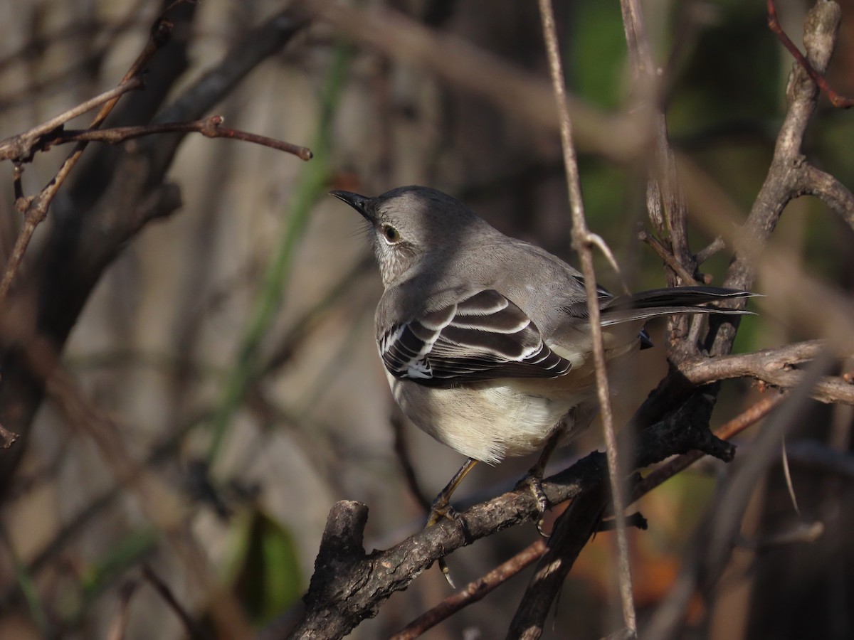 Пересмішник багатоголосий - ML647374842
