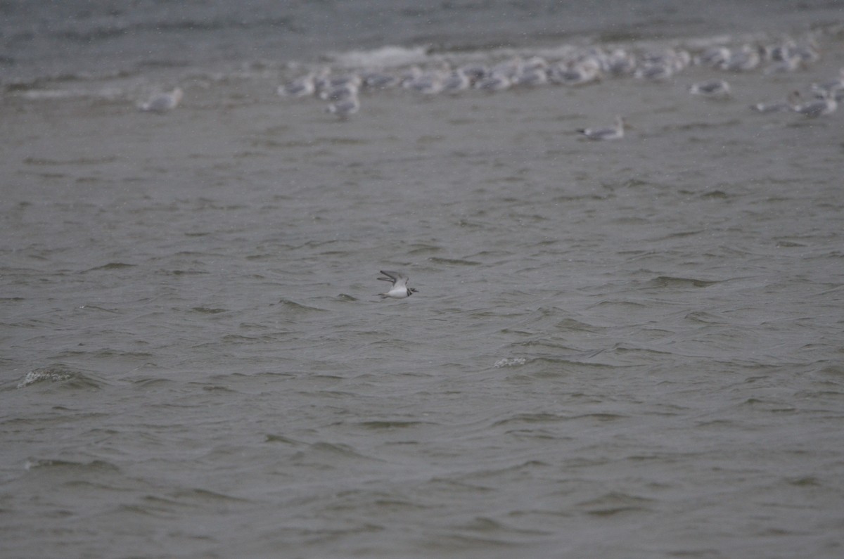 Killdeer - ML647374844