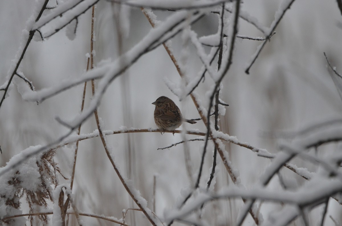Song Sparrow (melodia/atlantica) - ML647374865