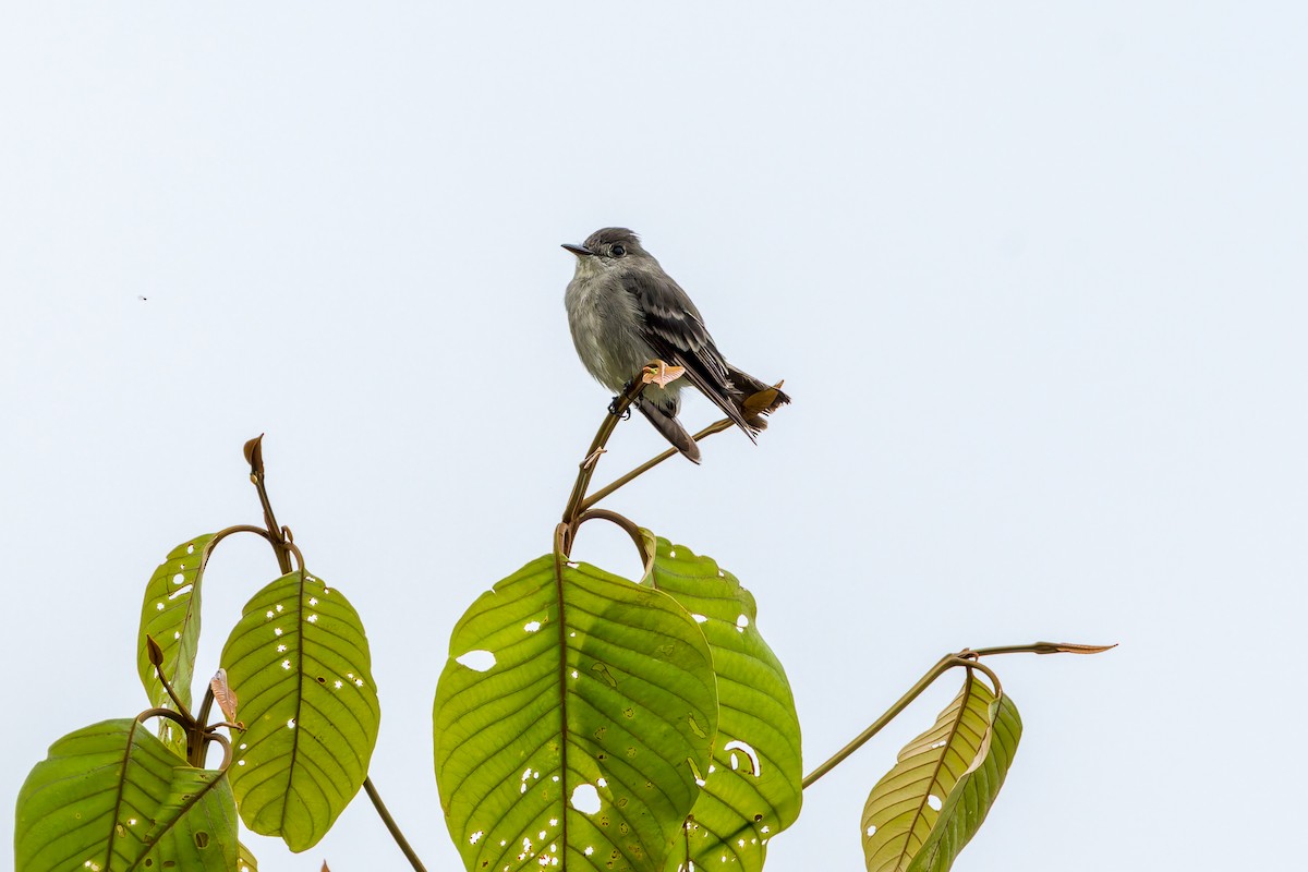 Eastern Wood-Pewee - ML647374870
