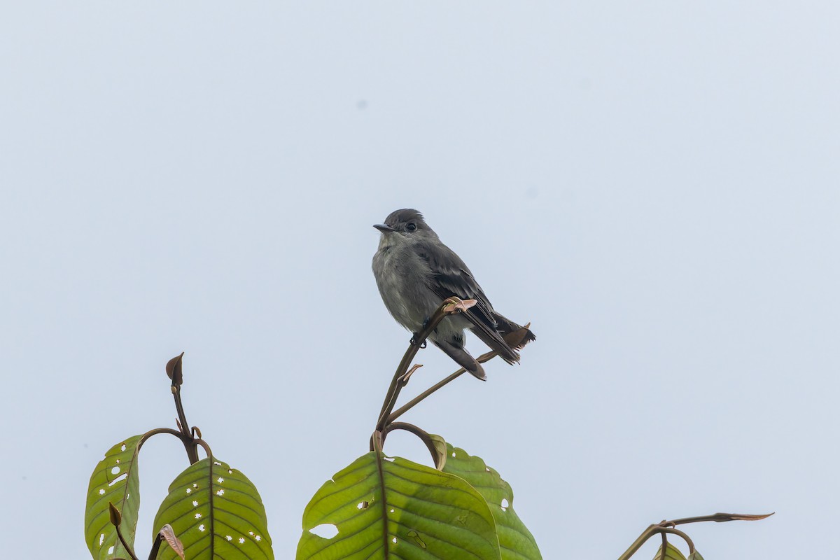 Eastern Wood-Pewee - ML647374871