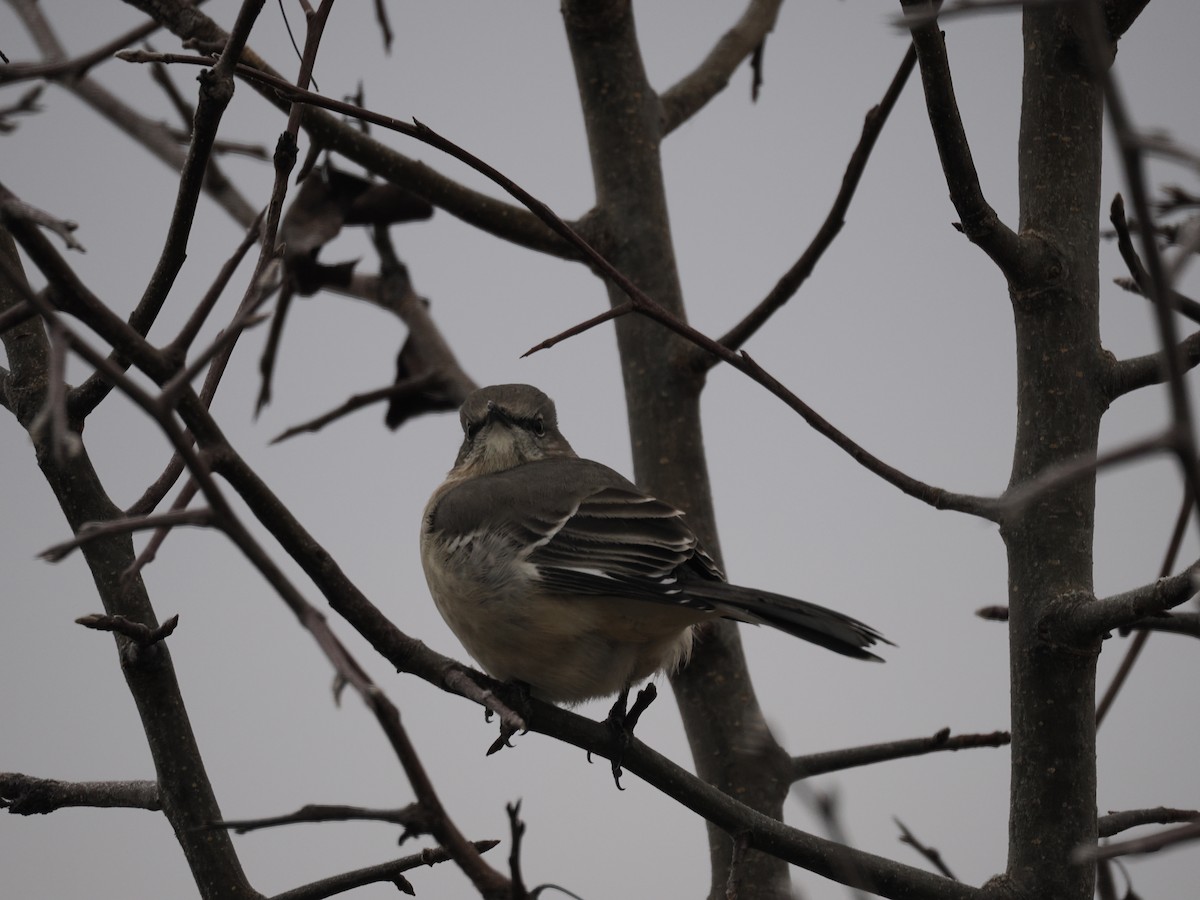 Пересмішник багатоголосий - ML647374872