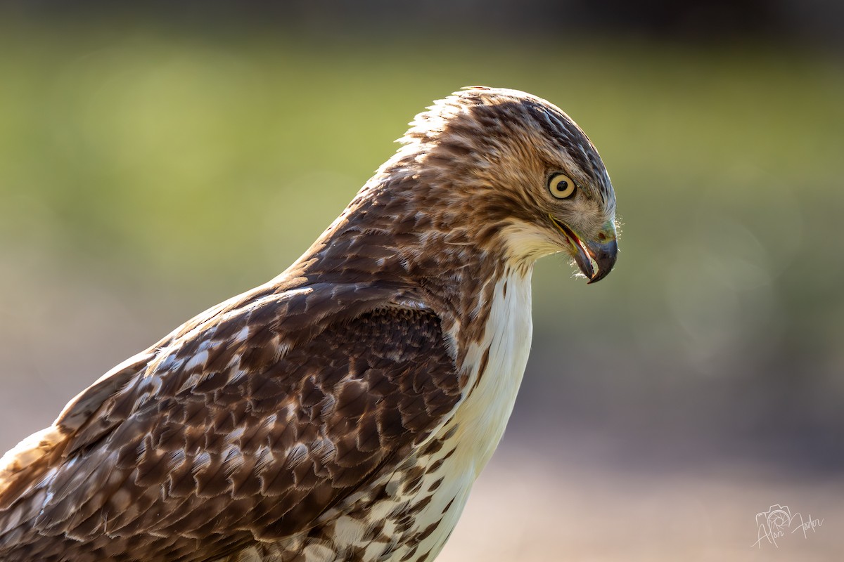 Red-tailed Hawk - ML647374887