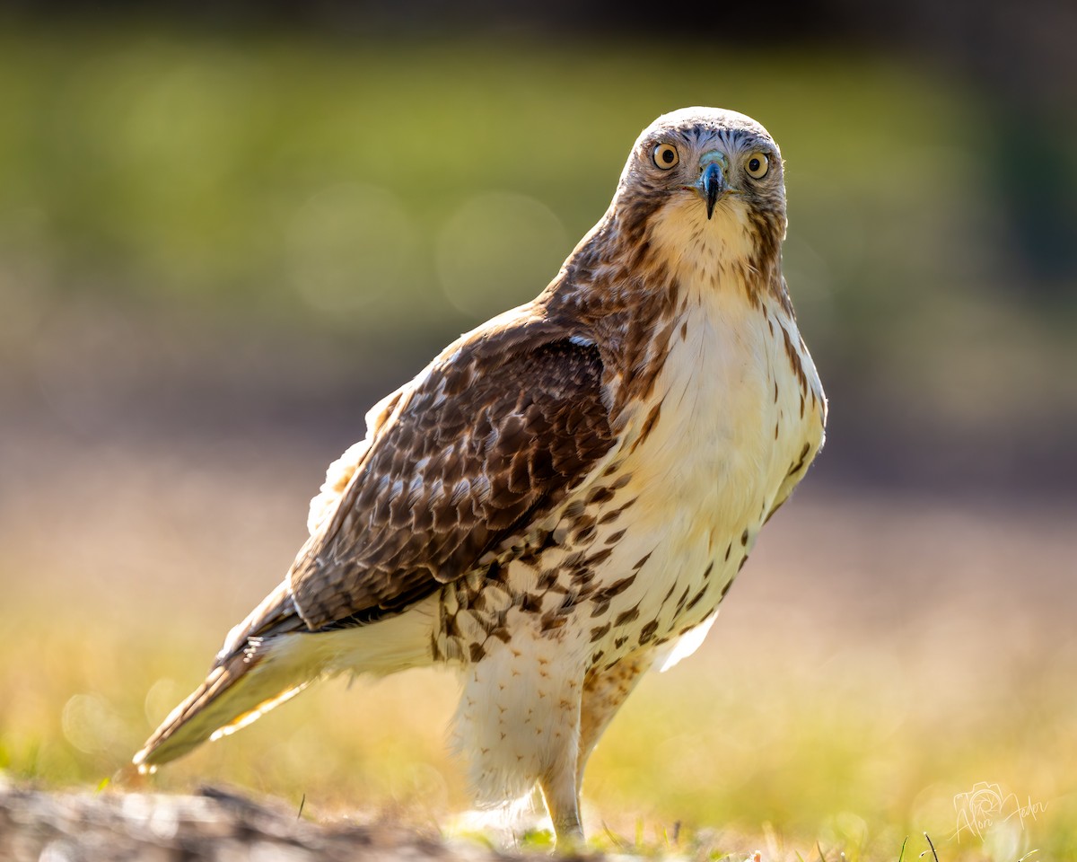 Red-tailed Hawk - ML647374888