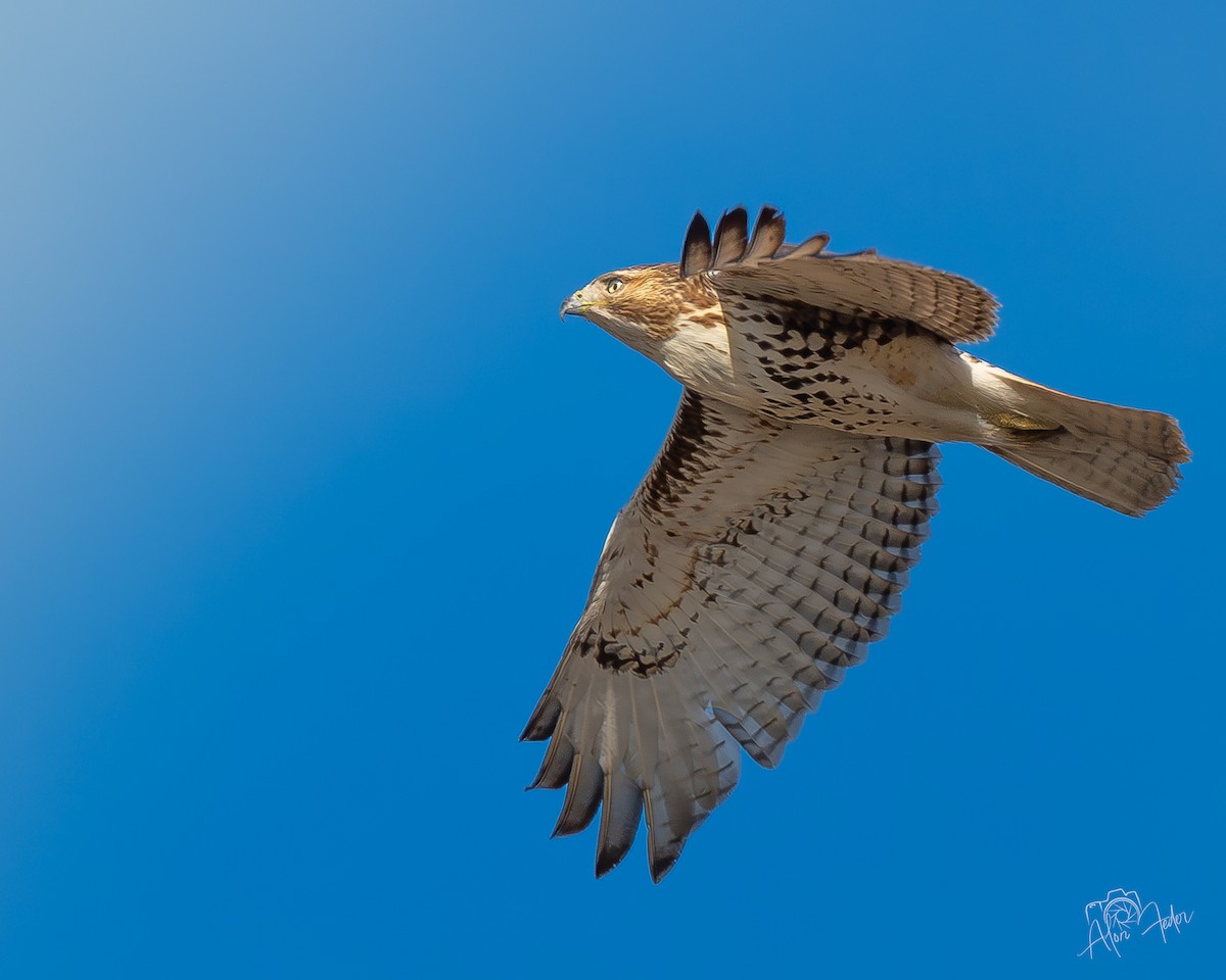 Red-tailed Hawk - ML647374889