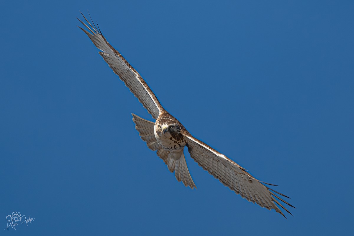 Red-tailed Hawk - ML647374890