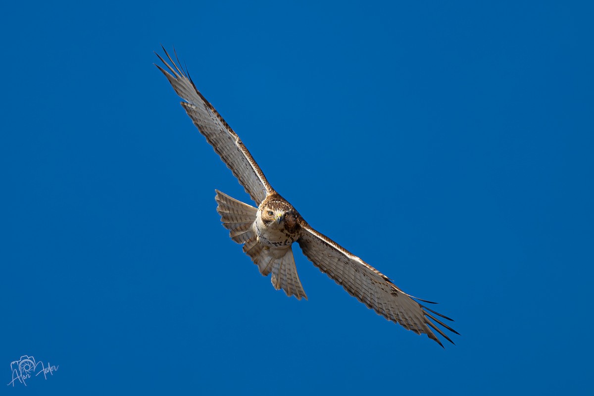 Red-tailed Hawk - ML647374891