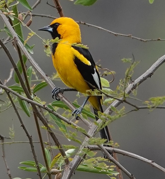 White-edged Oriole - ML647374897