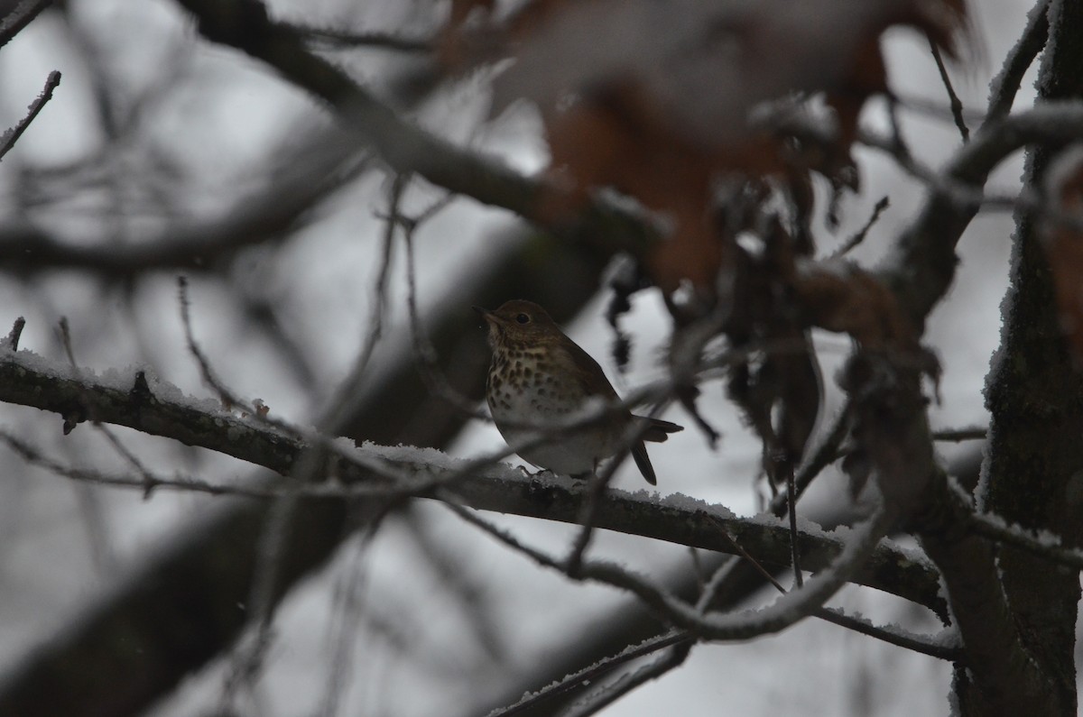 Hermit Thrush (faxoni/crymophilus) - ML647374922